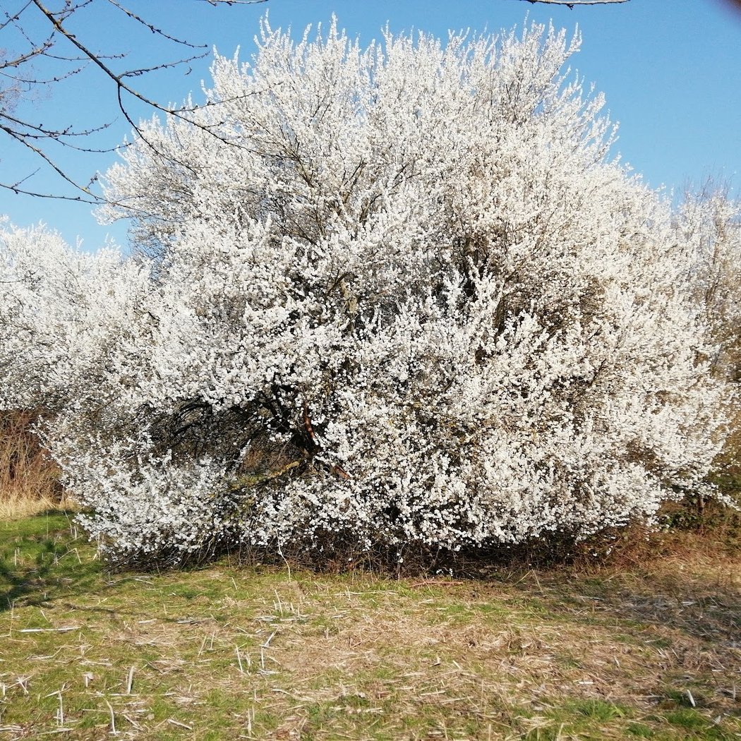 Parc canin 3